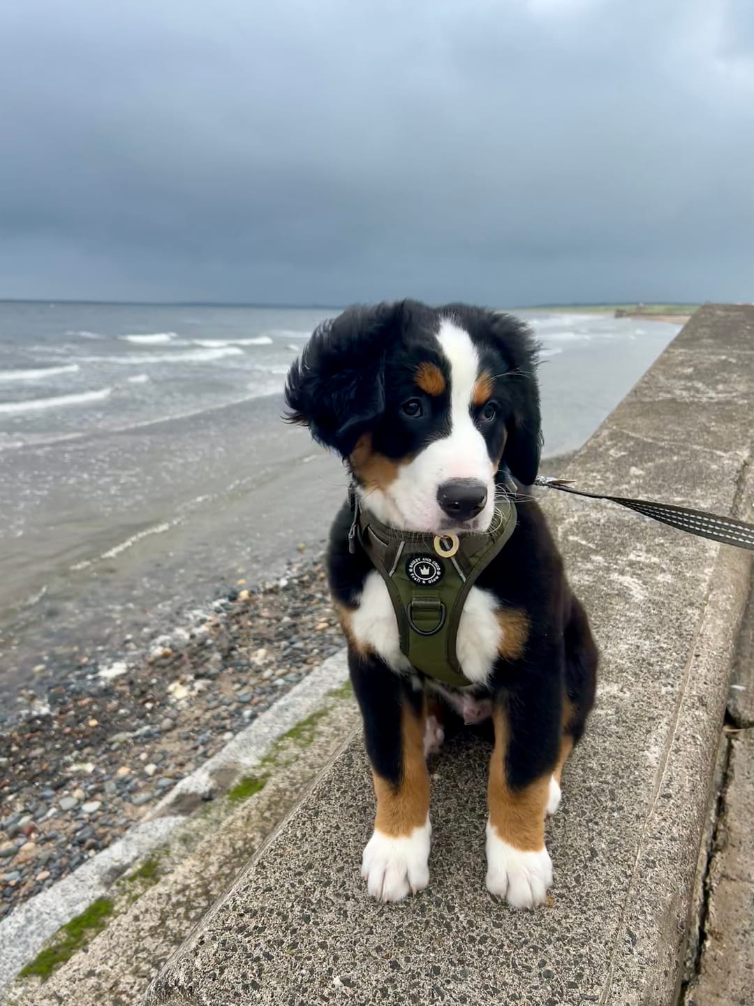 Customer photo review of Trail & Glow® Dog Harness - The Khaki One