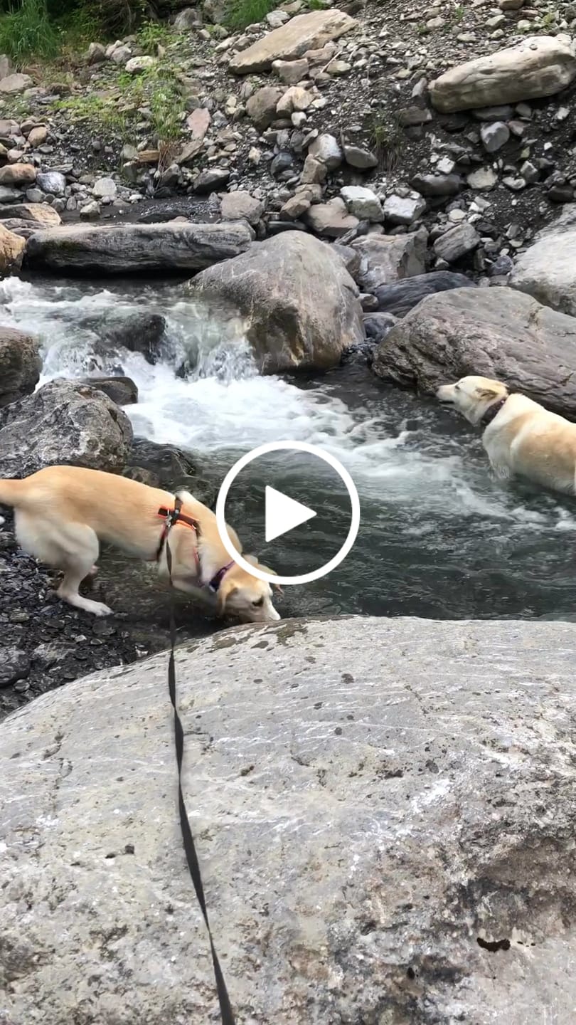 Customer video review of DNA Test Rassebestimmung Pro Hund