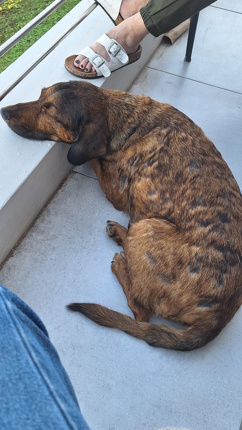 Customer photo review of Moody Master (Bark & Anxiety with Probiotic Support for Dogs)