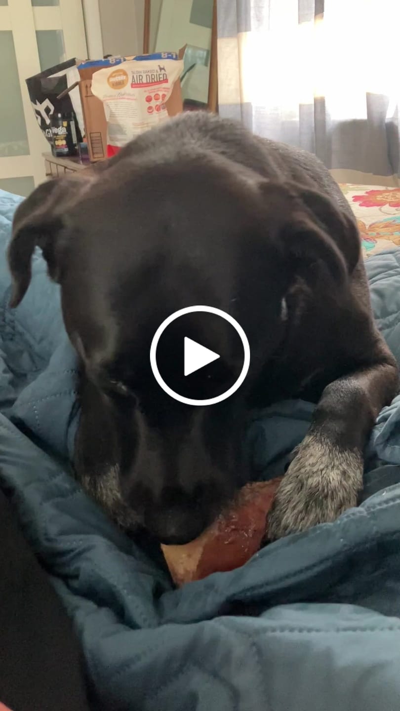 Customer video review of Regular Bully Sticks