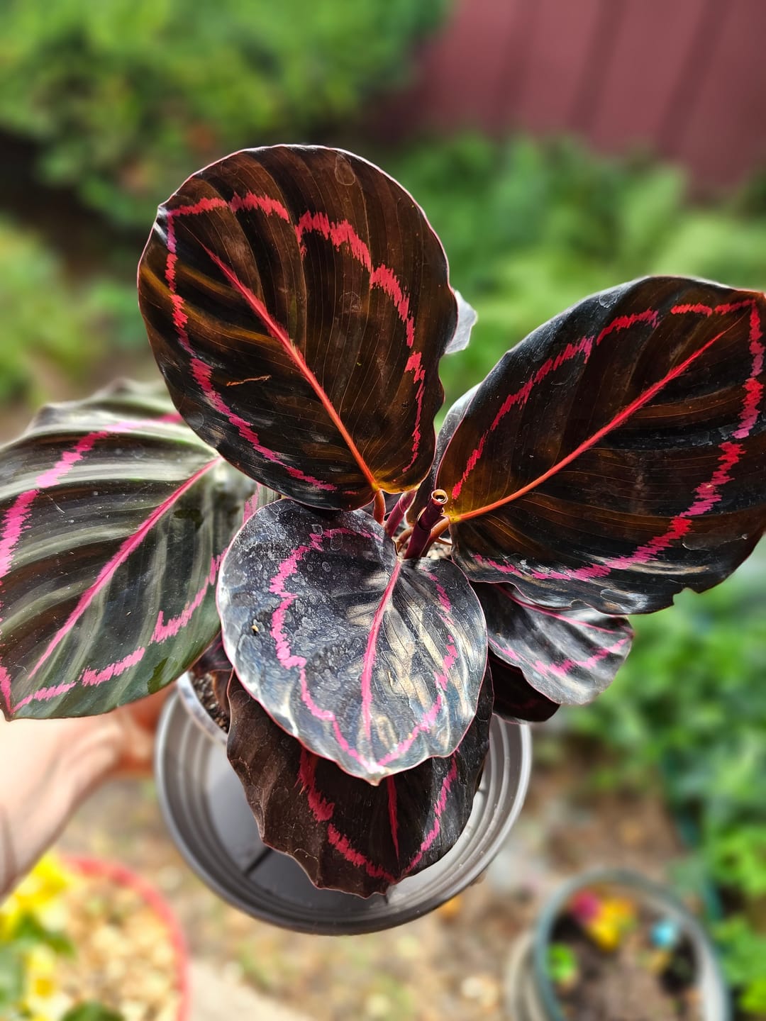 Customer photo review of Calathea roseopicta 'Dottie'