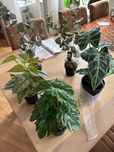 Customer photo review of Eucalyptus Kunstplant 45cm