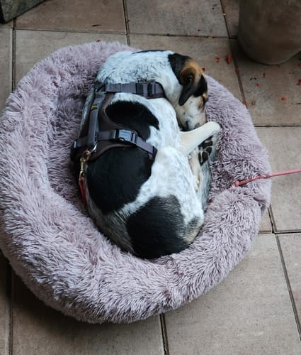 Customer photo review of Puppery Hundebett Wolke 7 - Das Original