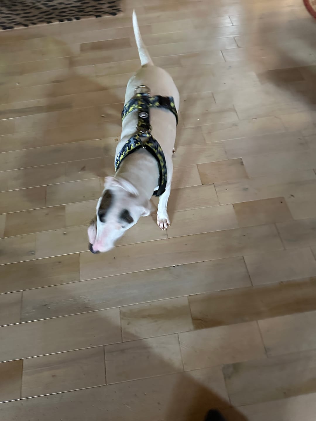 Customer photo review of Training Double Ended Dog Lead | 2m Length -  Black