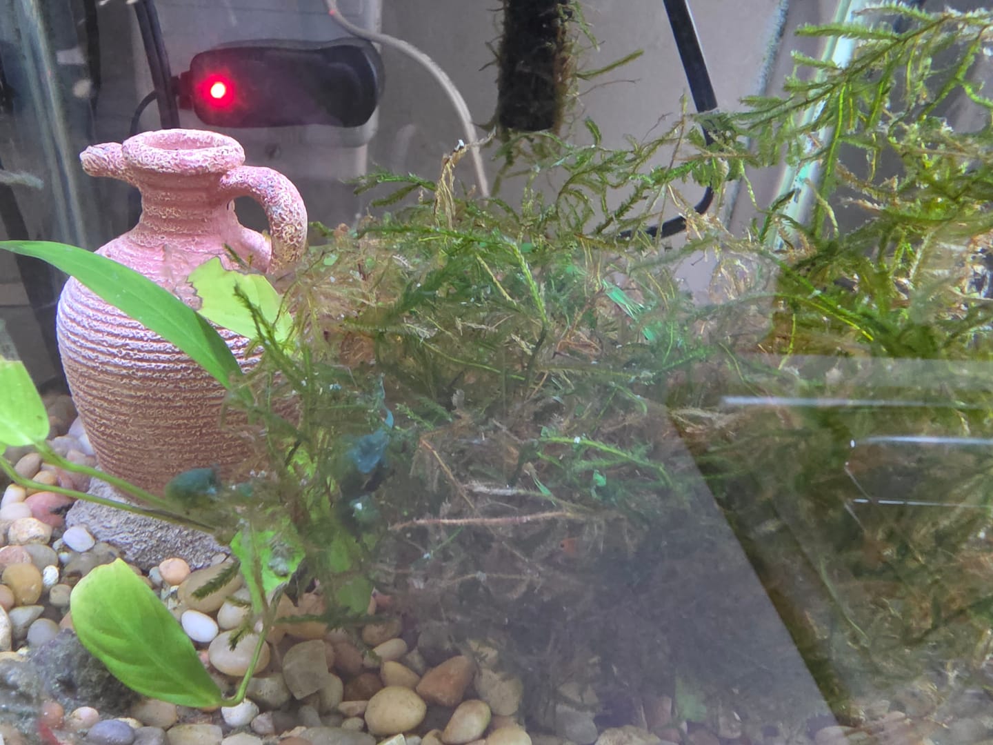 Customer photo review of Java Moss (Golf Ball Size)