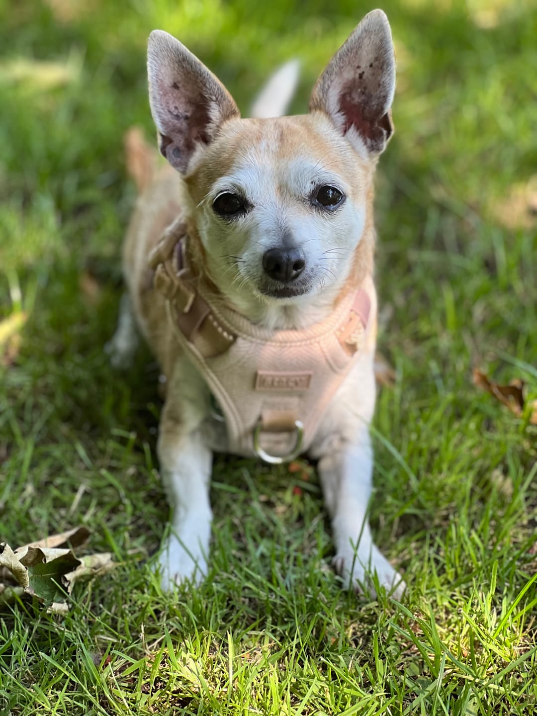 Customer photo review of Staey - Elma Hundesele, Light Rose