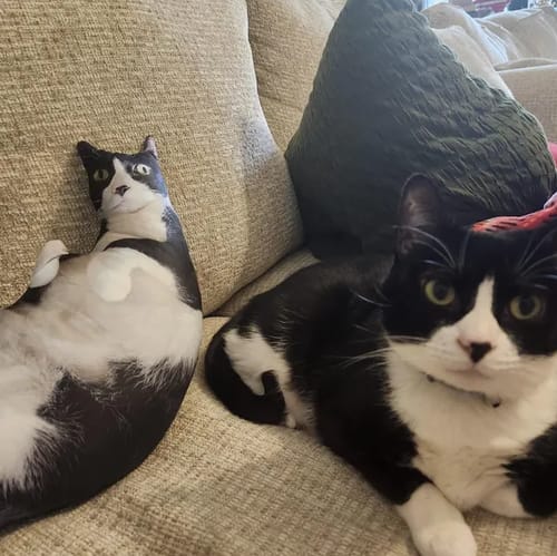 Customer photo review of Custom Pet Pillow