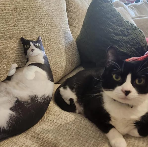 Customer photo review of Custom Pet Pillow