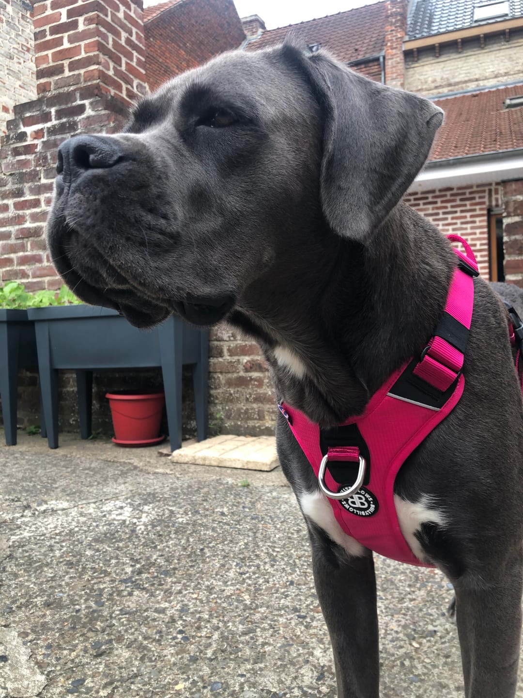 Customer photo review of Anti Pull Harness | With Handle & Lighter | Hurricane Harness - Carminerose
