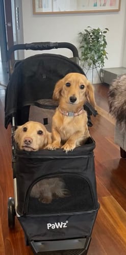 Customer photo review of PaWz Large Dog Stroller - 3 Wheels