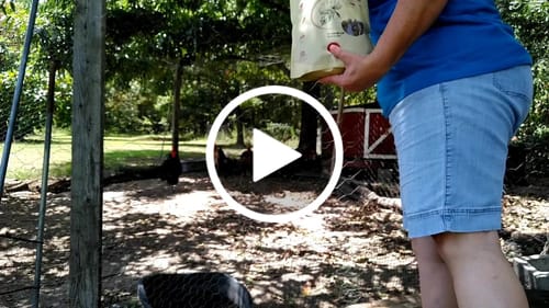 Customer video review of GrubTerra Dried Larvae Sample FREE