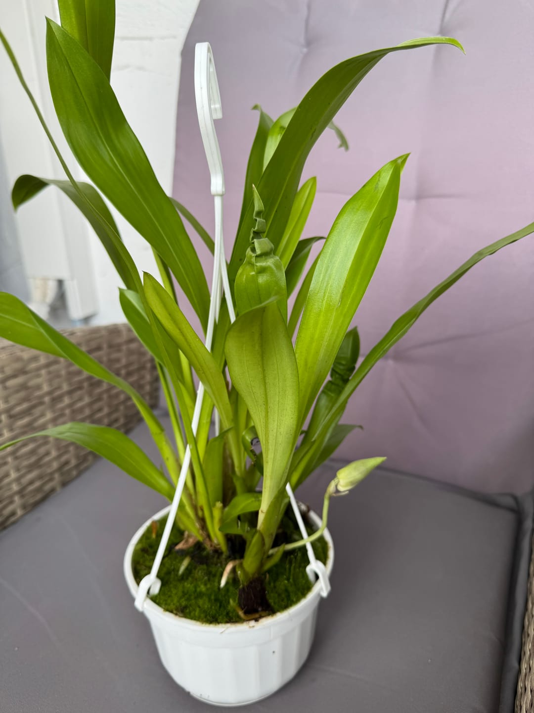 Customer photo review of Cochleanthes im Ampeltopf in versch. Farben