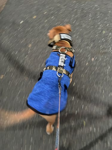 Customer photo review of SUPATUFF® Dog Harness Camo (Slim Fit)