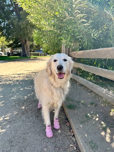 Customer photo review of WagWellies® Mojave