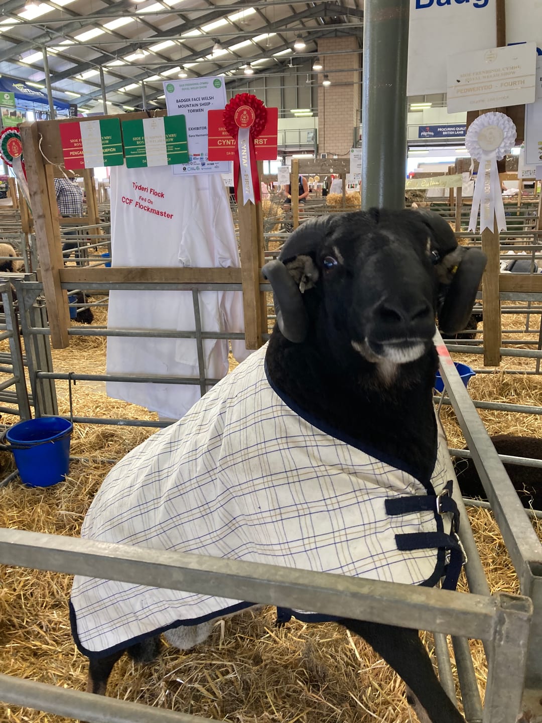 Customer photo review of Travel & Show Sheep Coat