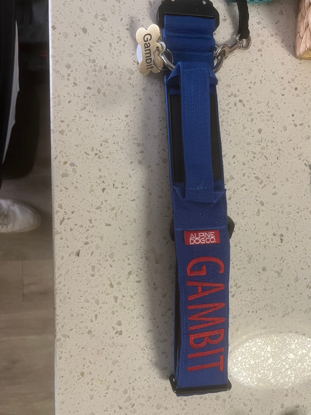 Customer photo review of 2" Tactik Dog Collar - Cobalt