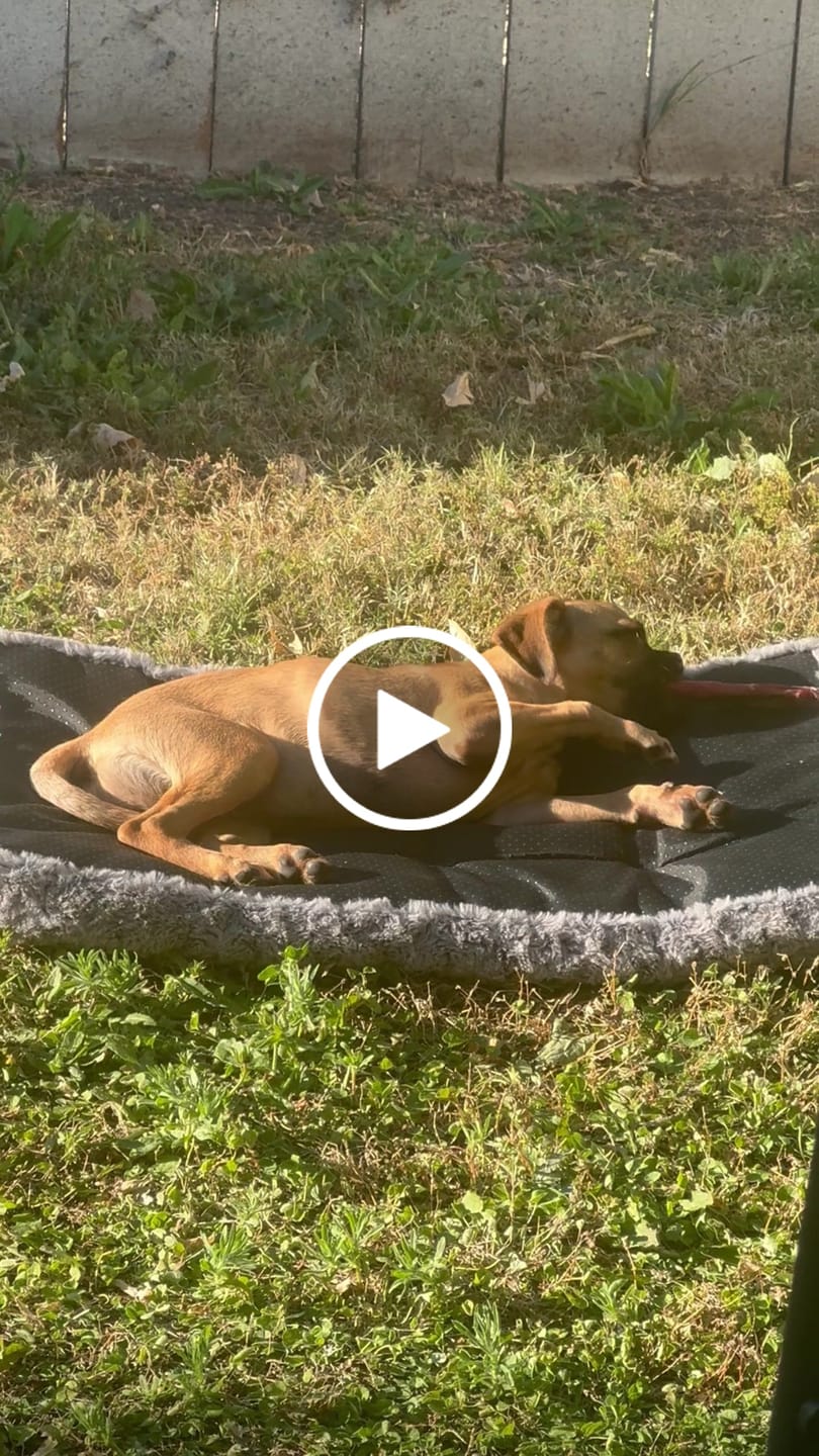 Customer video review of 1 LB Chew Pack