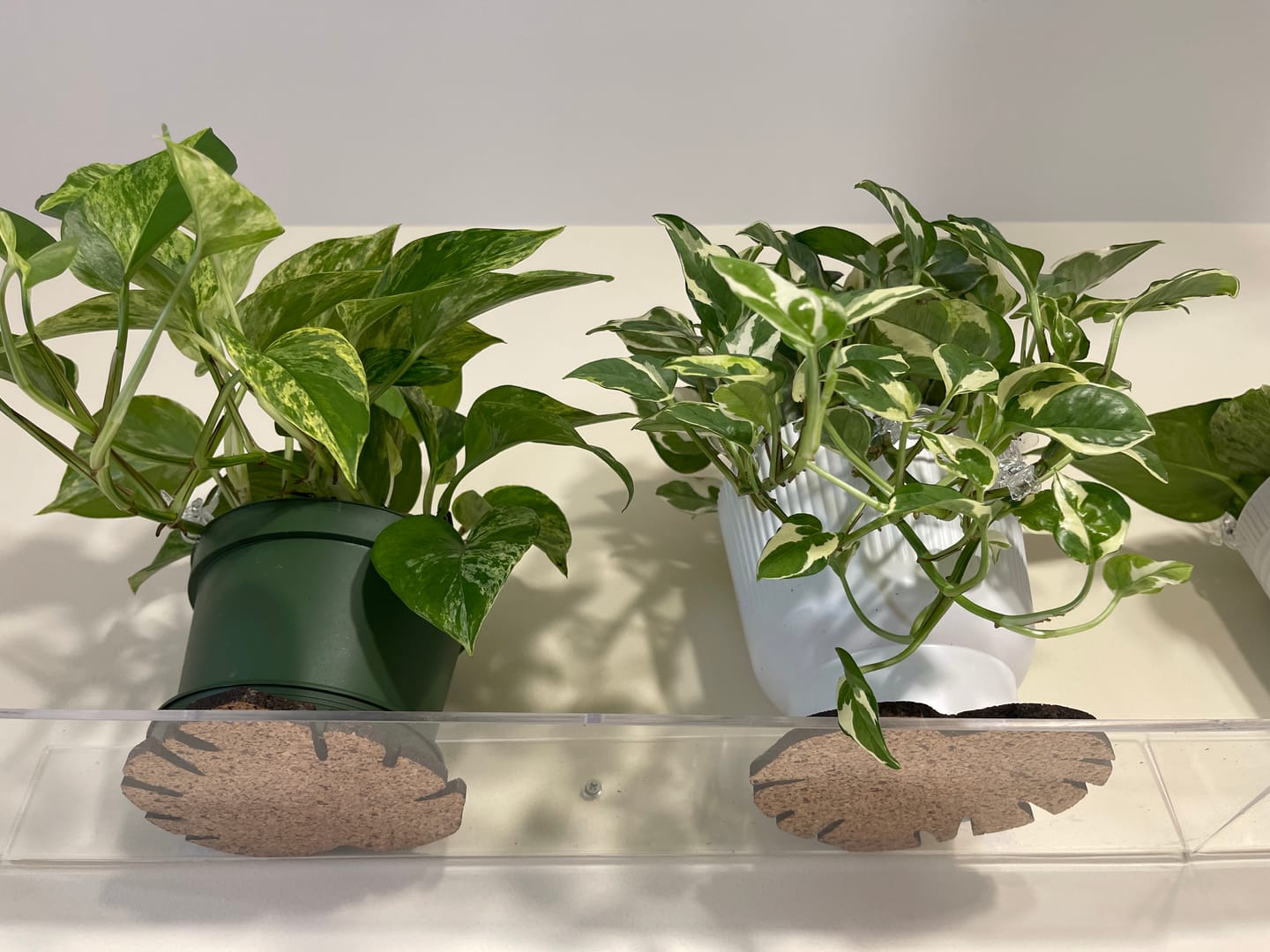 Customer photo review of Kostr™ - Monstera Leaf-shaped  cork plant pot coaster
