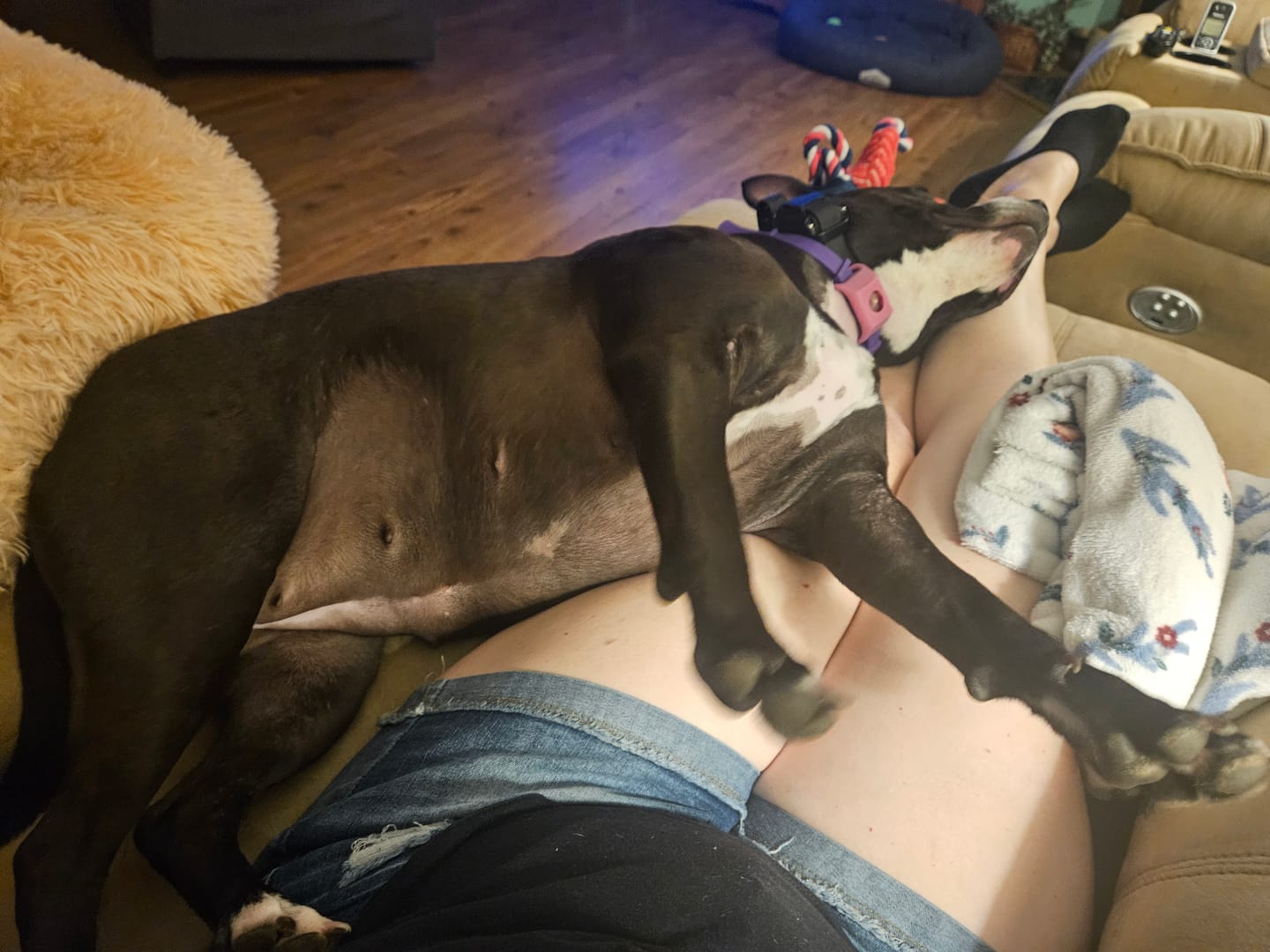 Customer photo review of FurLife™ - Natural Pheromone Calming Collar for Dogs