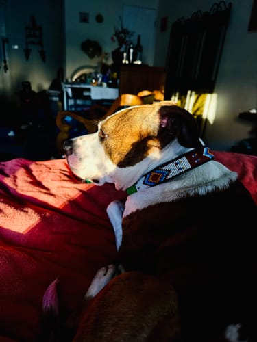 Customer photo review of FurLife™ 12 Months Flea and Tick Free