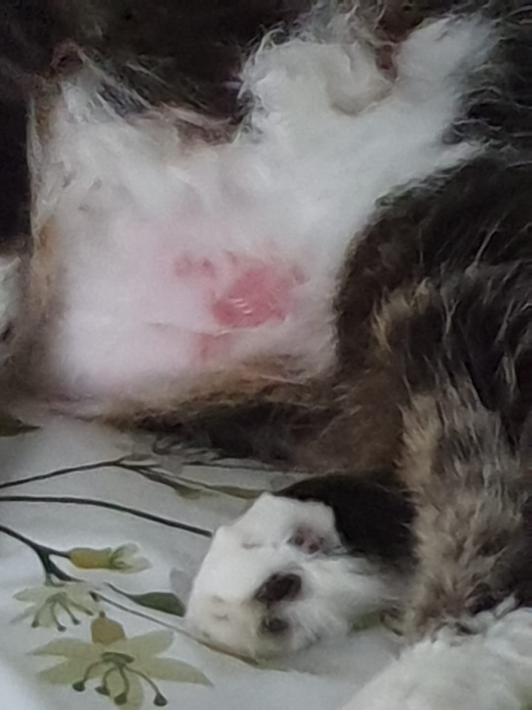 Customer photo review of Cat Gel