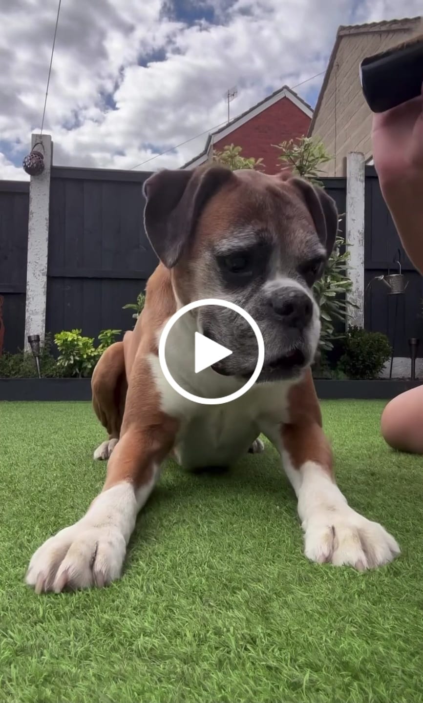 Customer video review of Deshedding Brush - Pet Grooming Brush Tool