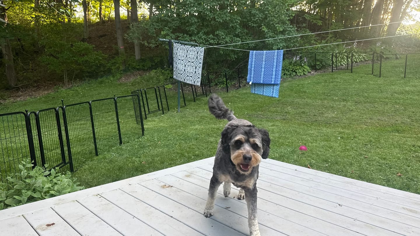 Customer photo review of Instant Dog Playpen for RV Trips