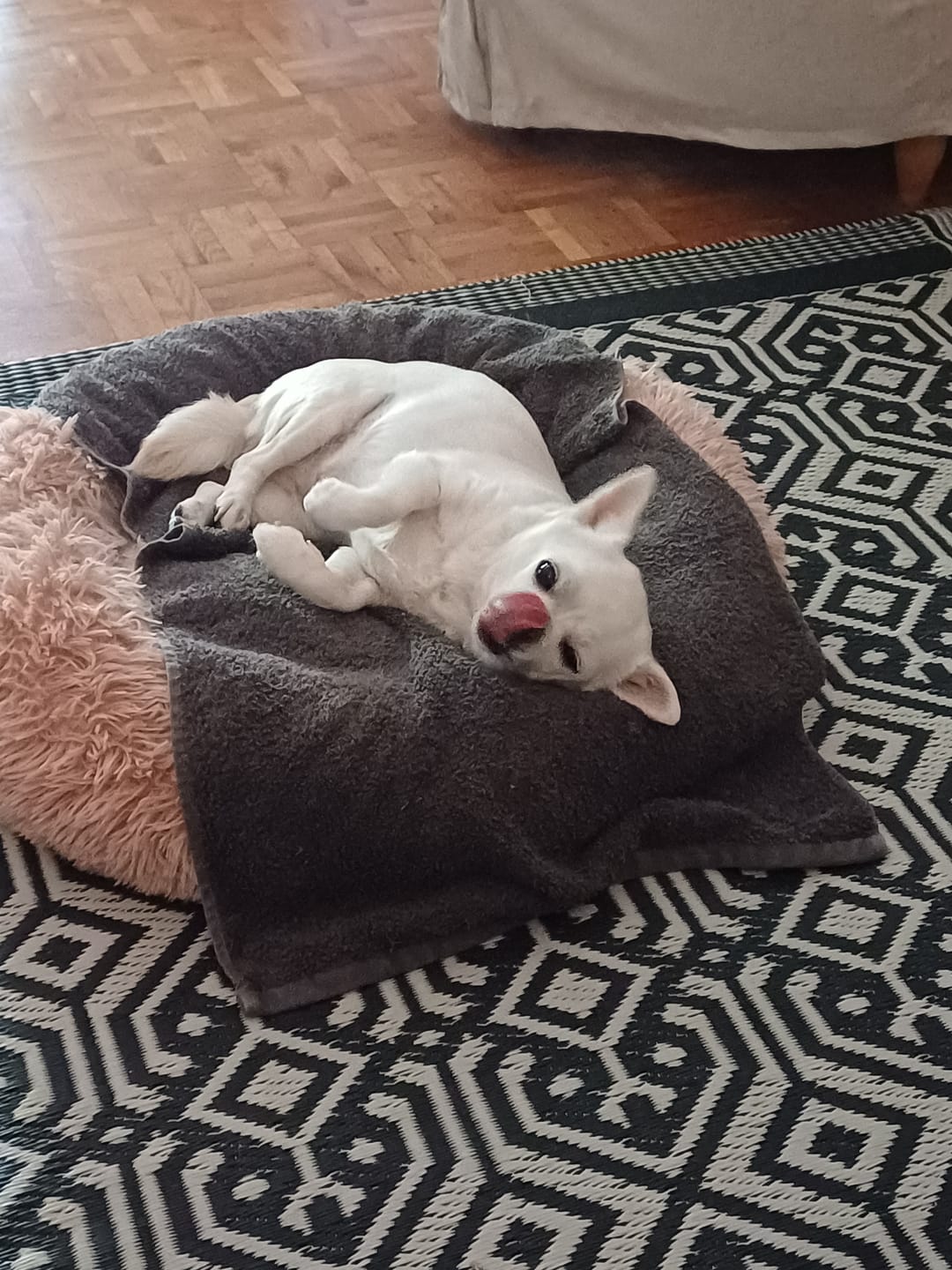 Customer photo review of Terrine BIO au poulet et aux petits pois carottes (chien adulte)