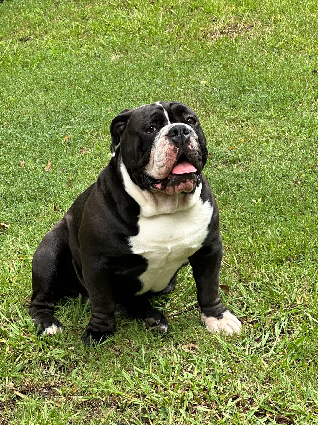 Customer photo review of Dog Deshedding Comb - Dog, Horse & Cat - Black