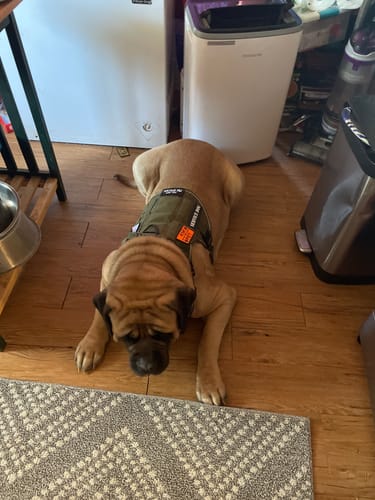 Customer photo review of Classic Heavy-Duty Tactical No-Pull Team K9™ Dog Harness With Front & Back D-Rings, Quick-Release Metal-Buckles, Hook & Loop Panels, & Top Handle