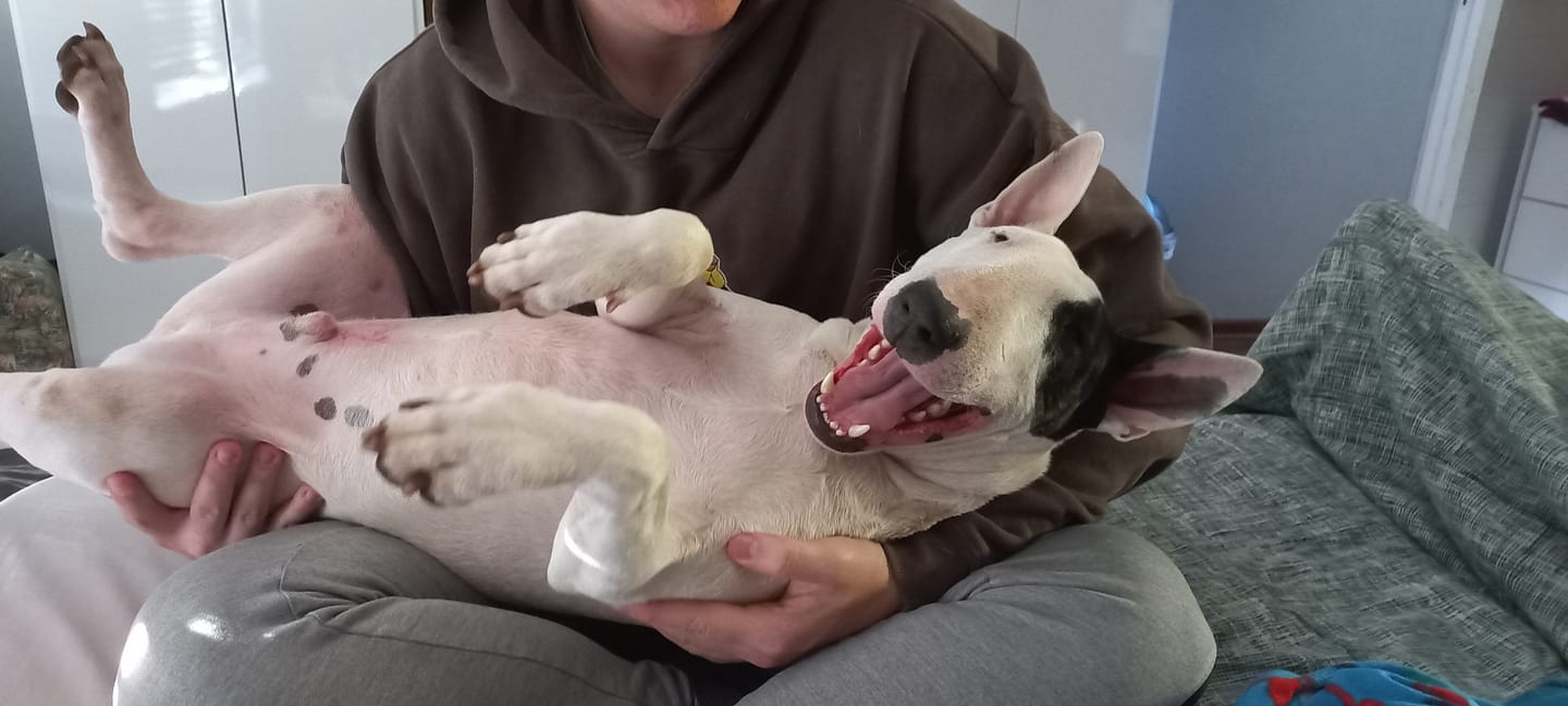 Customer photo review of Moody Master (Bark & Anxiety with Probiotic Support for Dogs)