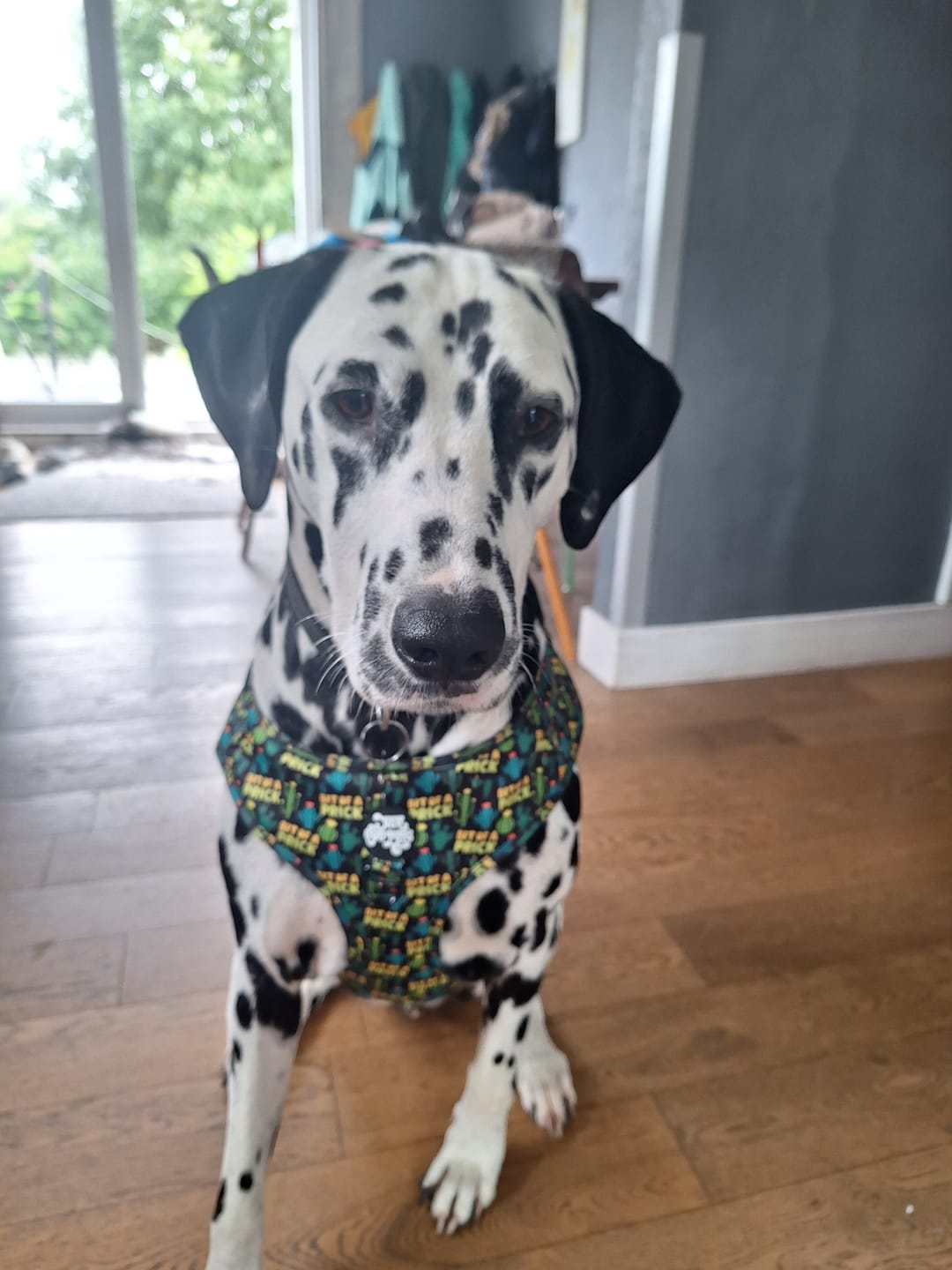 Customer photo review of Bit of a prick harness