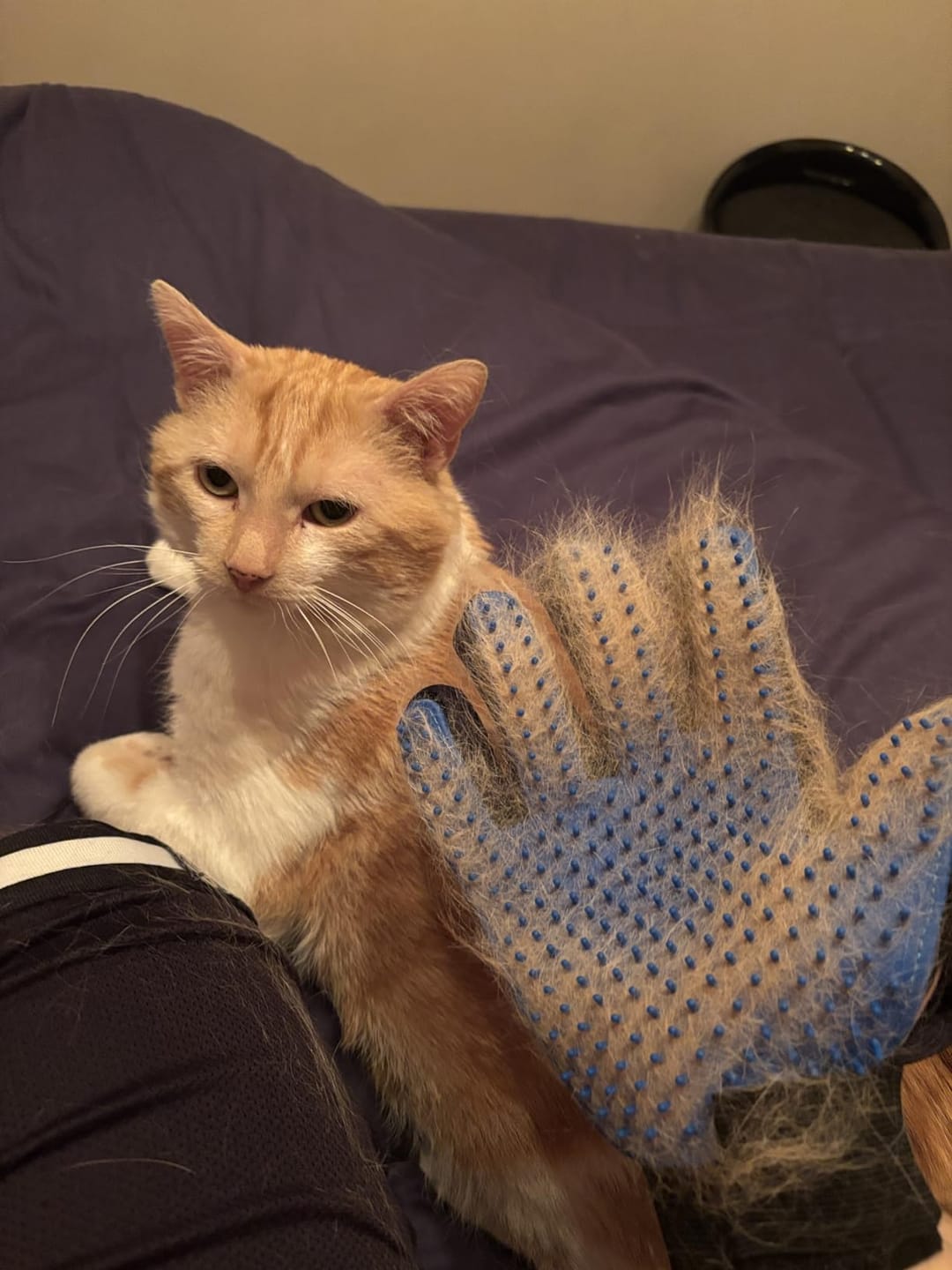 Customer photo review of StimuliCat Grooming Glove | The Only Glove With  Mother-Tongue Technology for Stress-Free Grooming (Includes Both Hands)