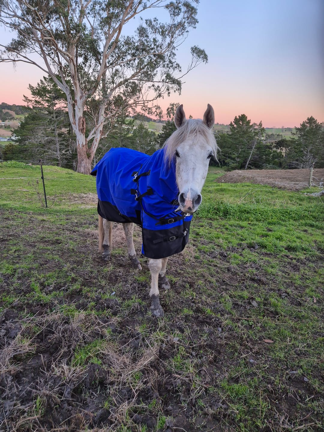 Customer photo review of NZ Tack Duke 1200d Detacha-neck