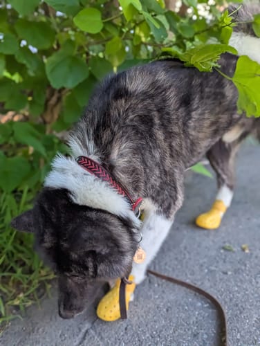 Customer photo review of WagWellies® Mojave