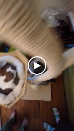 Customer video review of MICHU Ivy Cat Tower Deluxe 4-Tier Designer Tall Cat Tree