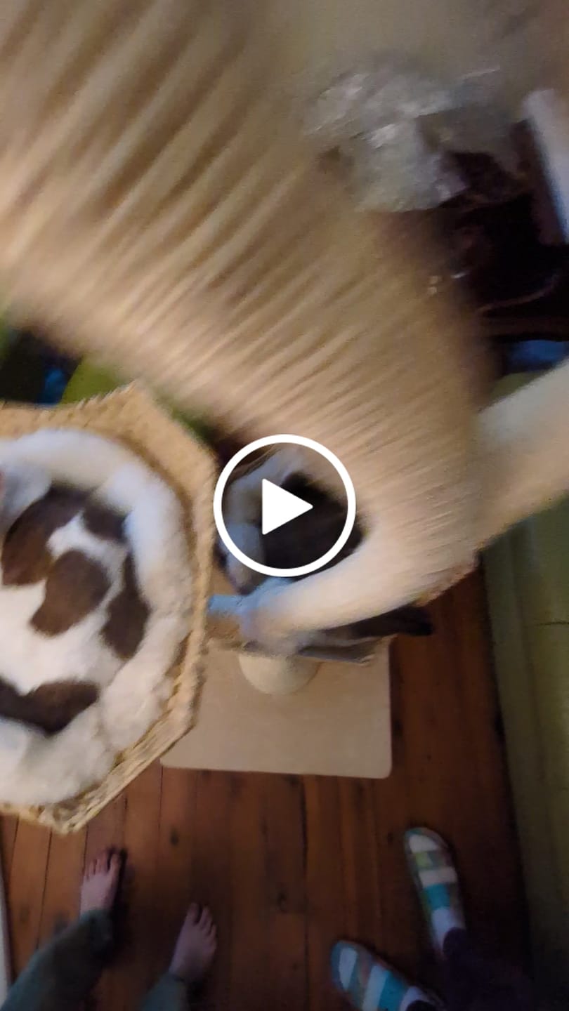 Customer video review of MICHU Ivy Cat Tower Deluxe 4-Tier Designer Tall Cat Tree