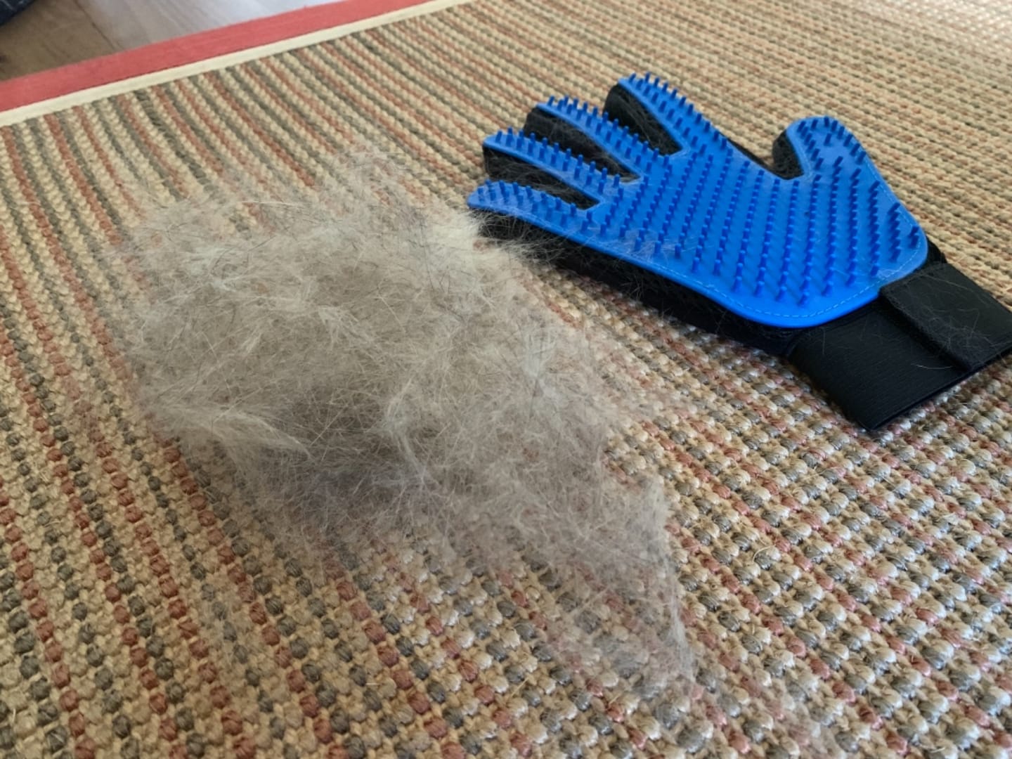 Customer photo review of StimuliCat Grooming Glove | The Only Glove With  Mother-Tongue Technology for Stress-Free Grooming (Includes Both Hands)