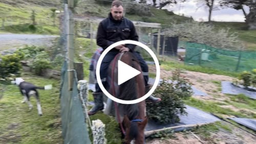 Customer video review of Zilco Crusader 200 Combo Rug - Royal Blue/Black