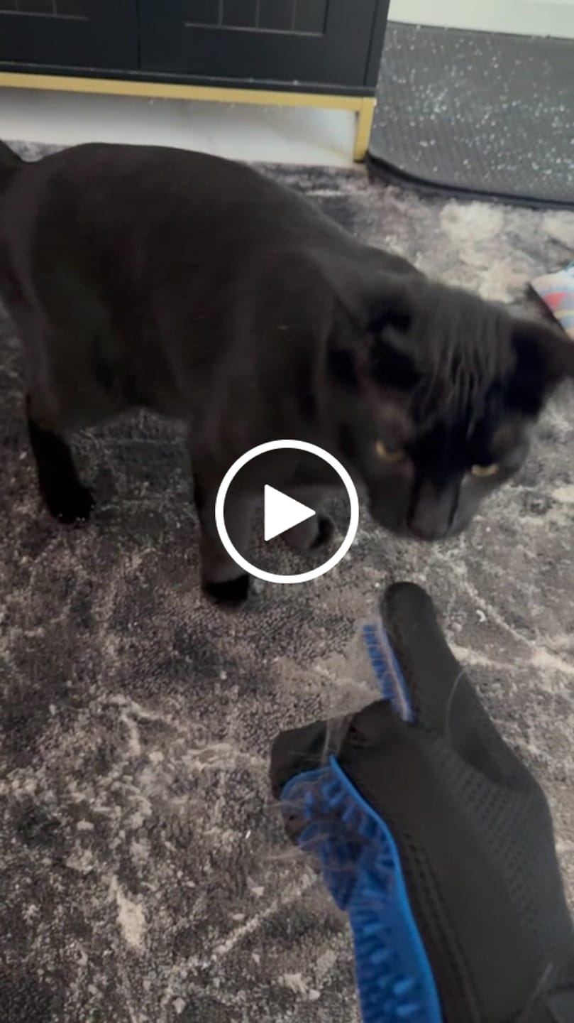 Customer video review of StimuliCat Grooming Glove | The Only Glove With  Mother-Tongue Technology for Stress-Free Grooming (Includes Both Hands)