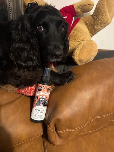 Customer photo review of Antiseptic Itchy Skin Relief Spray for Dogs, Cats & Pets