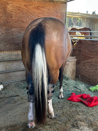 Customer photo review of LEOPARD HOCK THERAPY BOOTS