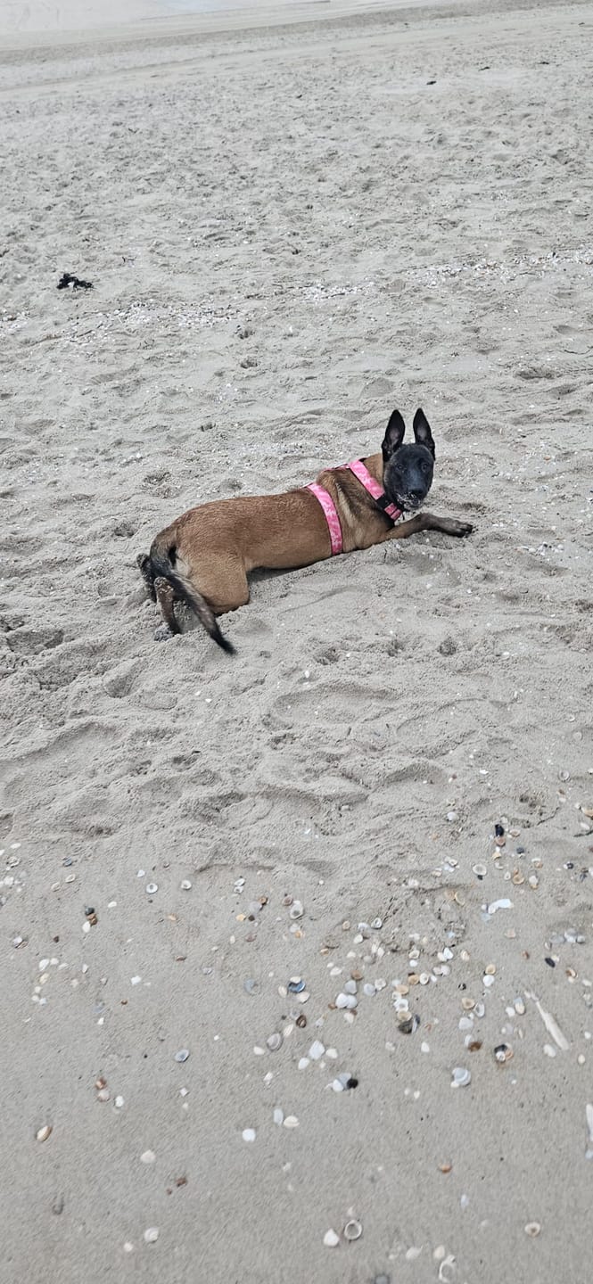 Customer photo review of Training Anti Pull TRI-Harness® | M-XL Breeds - Bubblegum