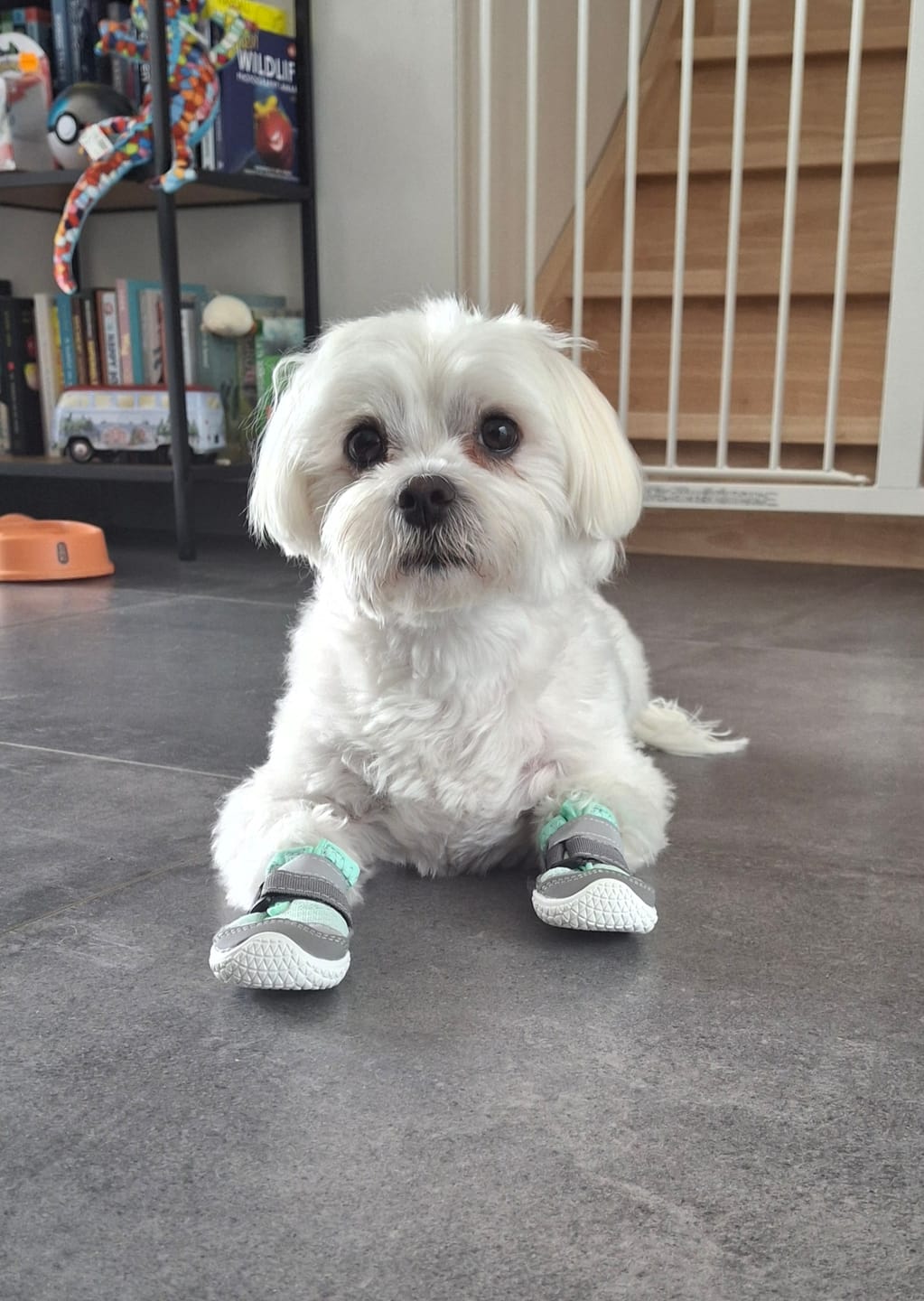 Customer photo review of Hot Pavement Pawtector Dog Shoes - Teal