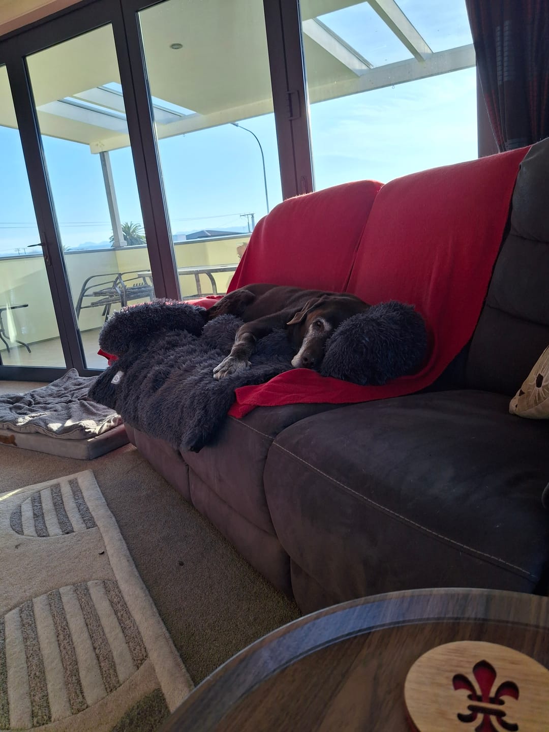 Customer photo review of Calming Couch Bed