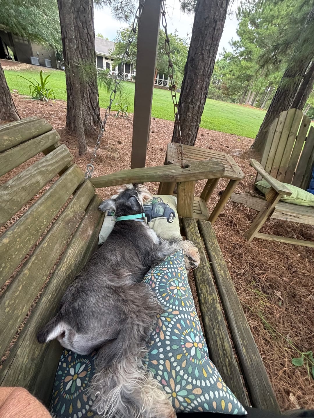 Customer photo review of GCP Flea & Tick Natural Defense for Cats - 100 Soft Chews