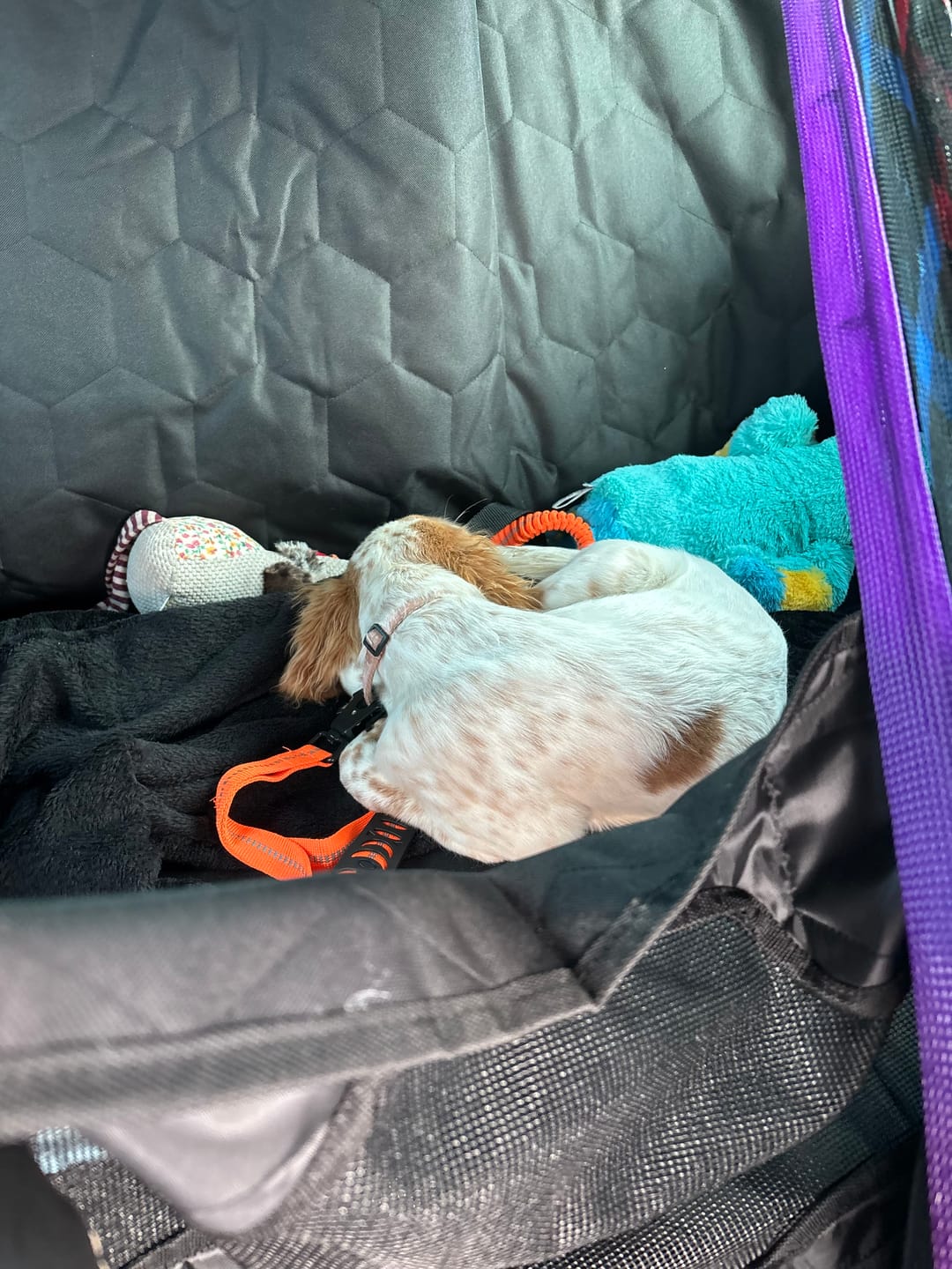 Customer photo review of Extension de siège arrière pour chien - Aventure Canine™