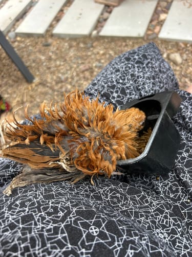 Customer photo review of GrubTerra Dried Black Soldier Fly Larvae 10lb.