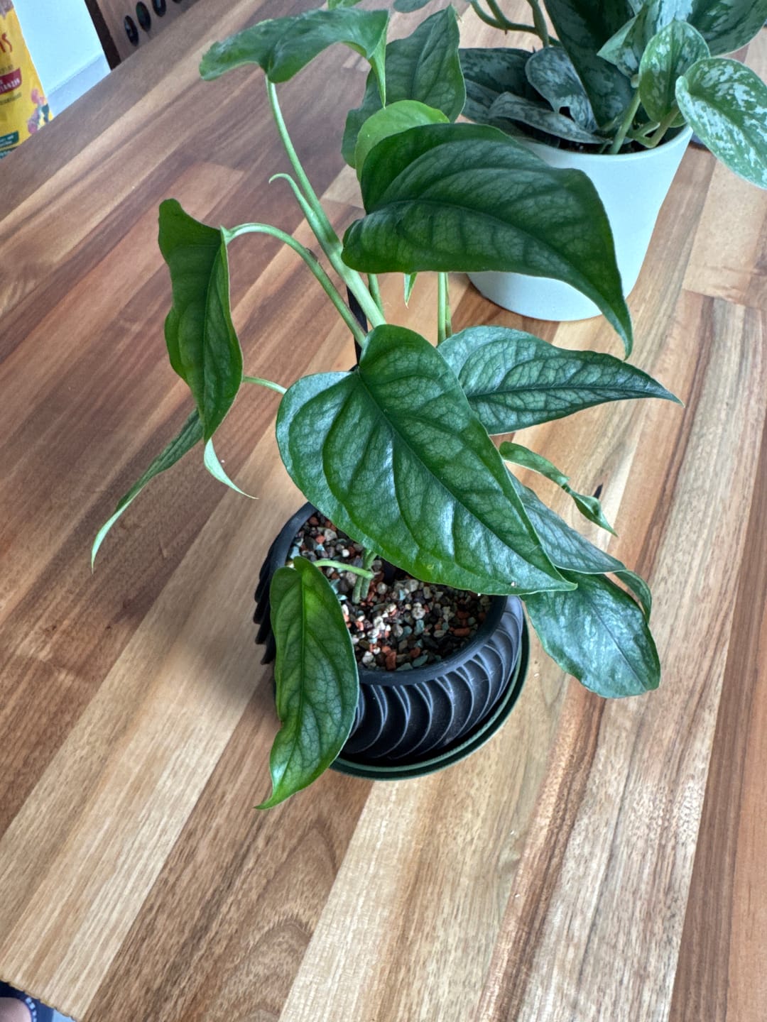 Customer photo review of MONSTERA SILTEPECANA