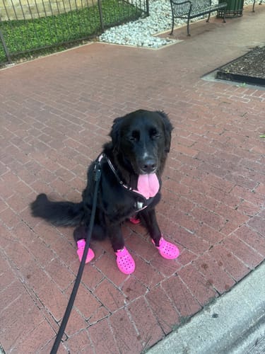 Customer photo review of WagWellies® Mojave
